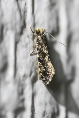 Nemapogon sp.